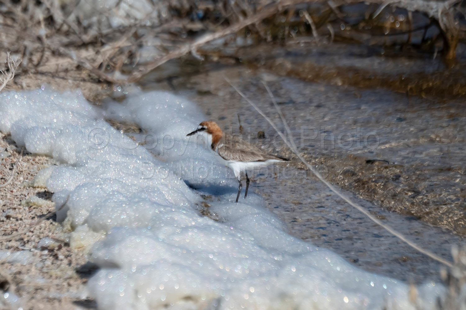 Birds on Rottnest Island
